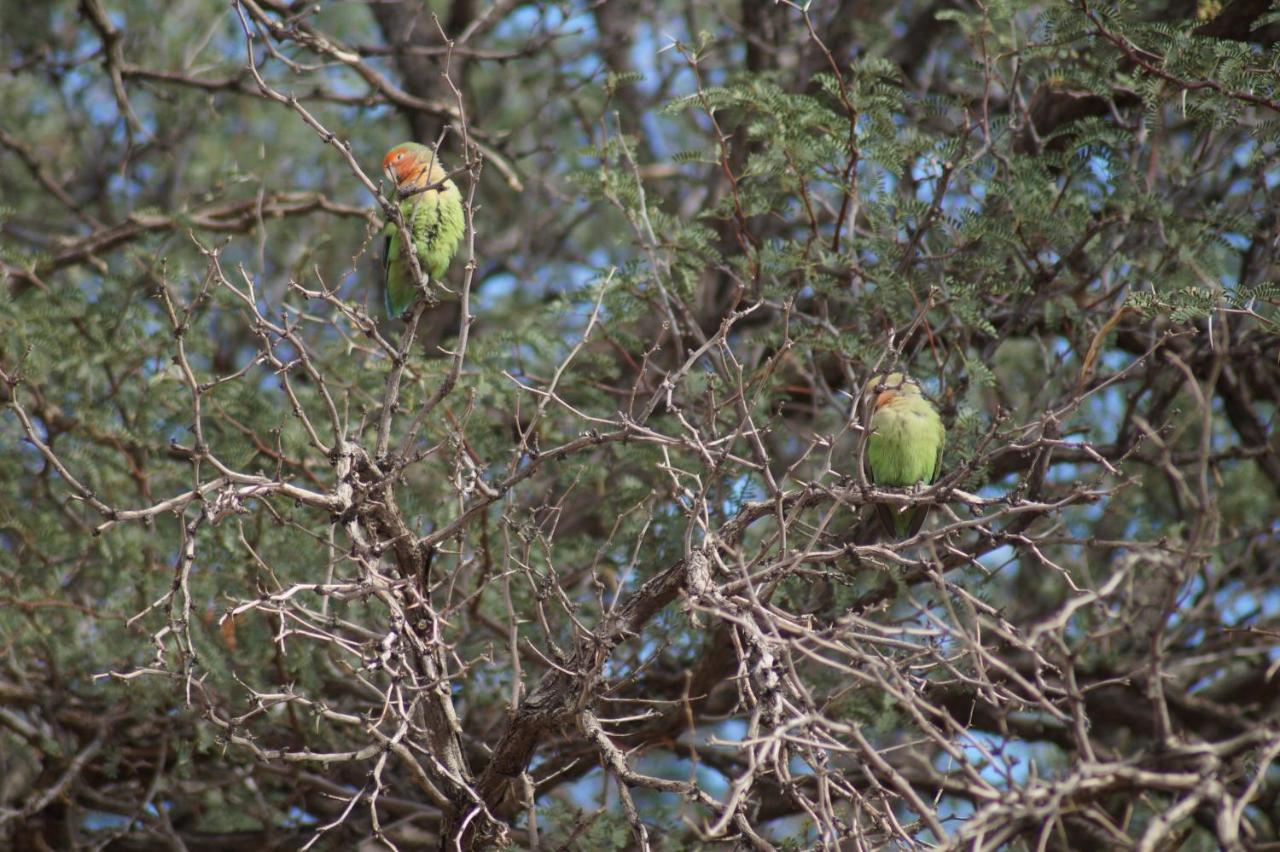 ホテル Camp Gecko - Private Nature Reserve; Tented Camp And Campsite ソリティア エクステリア 写真