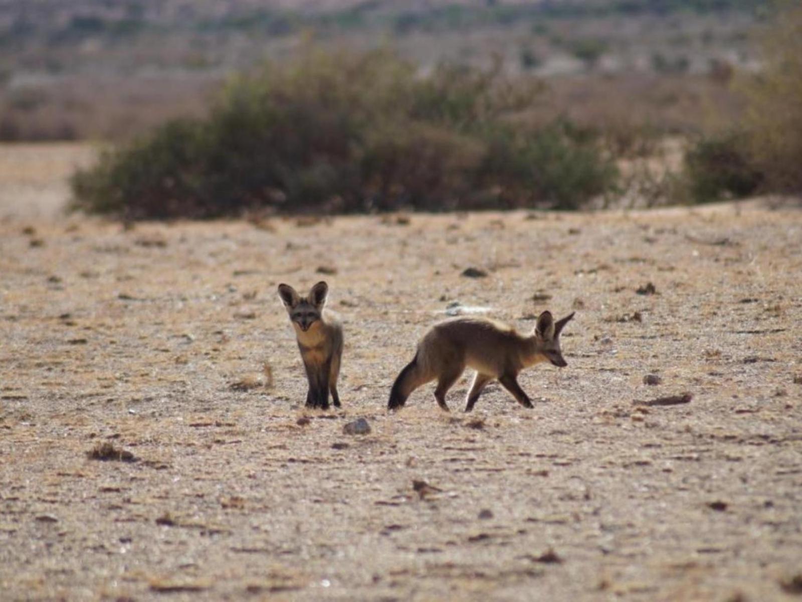 ホテル Camp Gecko - Private Nature Reserve; Tented Camp And Campsite ソリティア エクステリア 写真