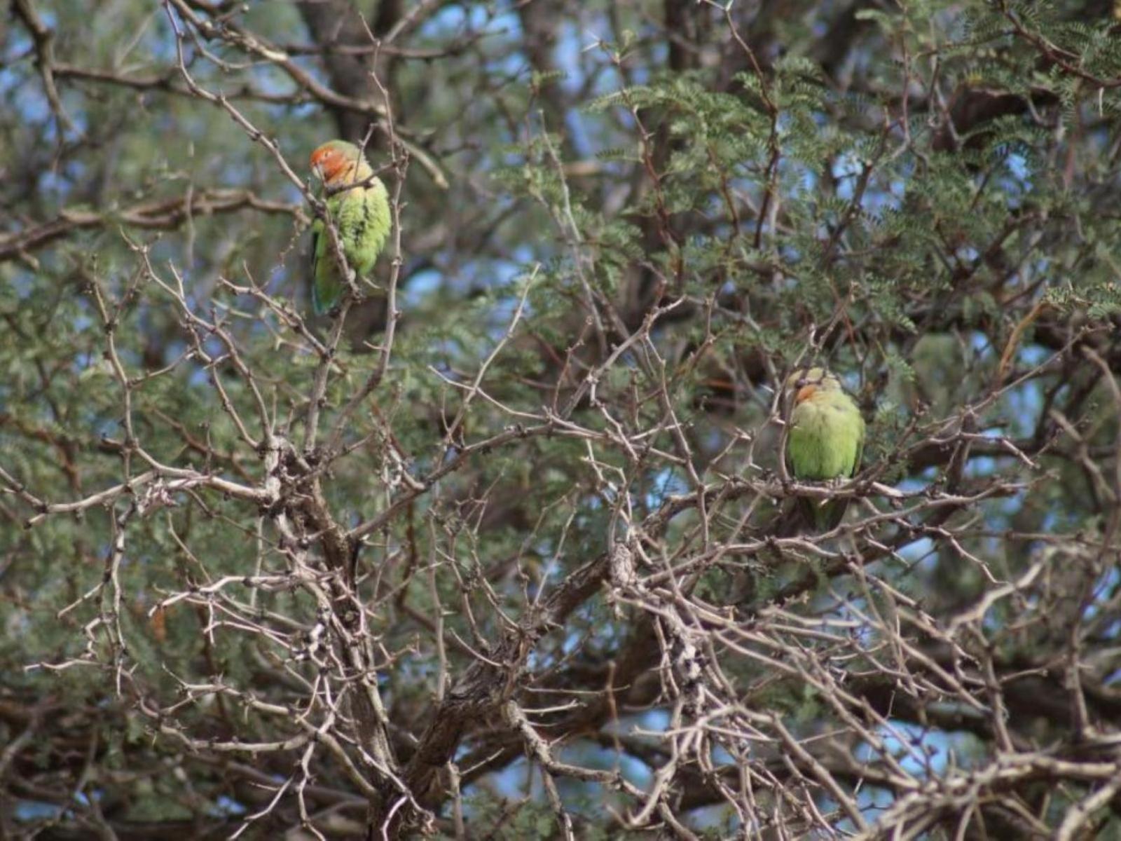 ホテル Camp Gecko - Private Nature Reserve; Tented Camp And Campsite ソリティア エクステリア 写真