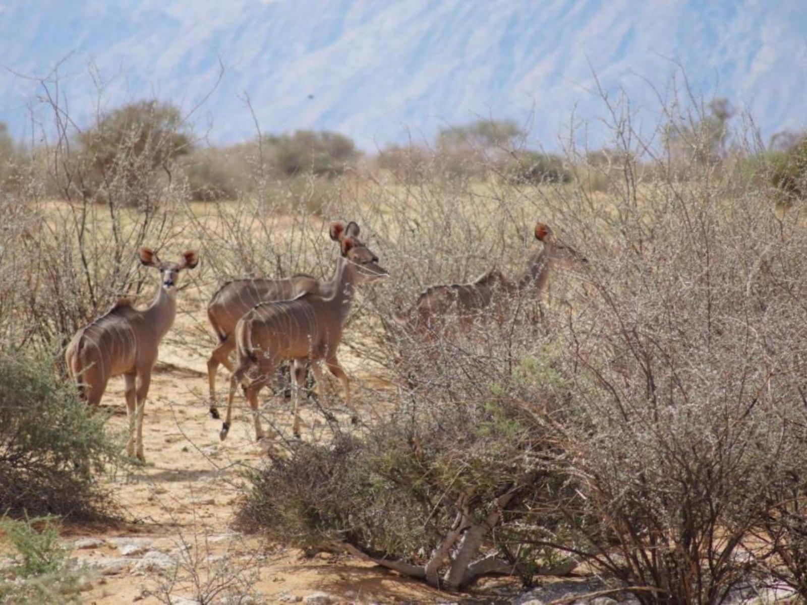 ホテル Camp Gecko - Private Nature Reserve; Tented Camp And Campsite ソリティア エクステリア 写真